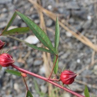 Hibiscus sabdariffa L.